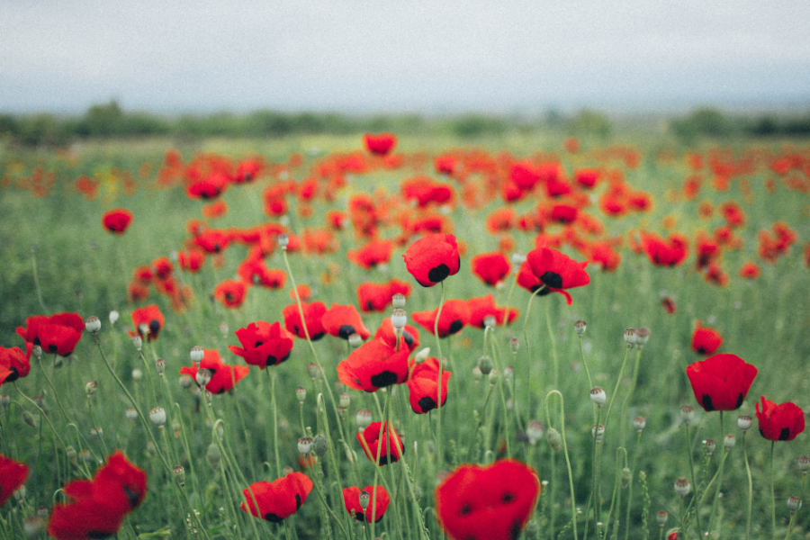 Poppy field